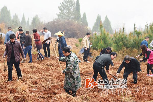 开云官网老师们热火朝天地挥锄种金槐
