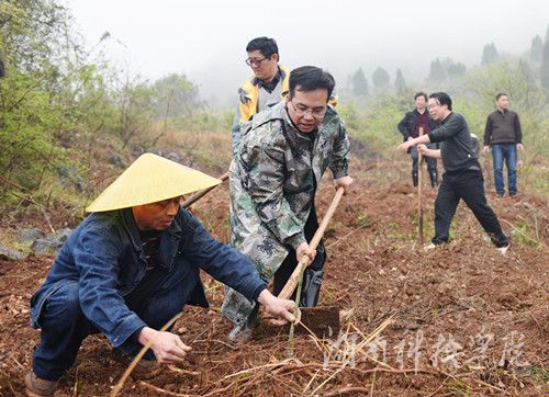 开云官网党委书记陈弘与潮水铺村村支书一同种下金槐树苗。
